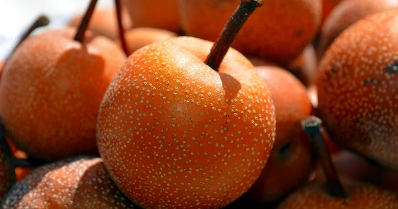 Wann genau ist eine Nashi-Birne reif?