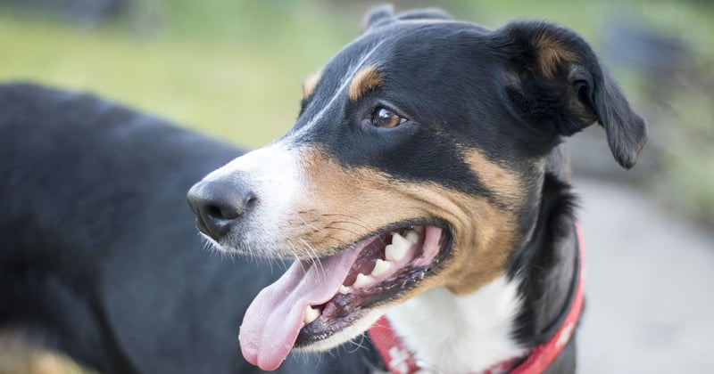 Dürfen Hunde Paprika essen? Das solltest du unbedingt wissen