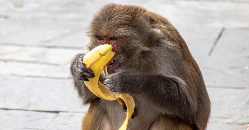 Dürfen Hunde Bananen essen? Das solltest du unbedingt wissen
